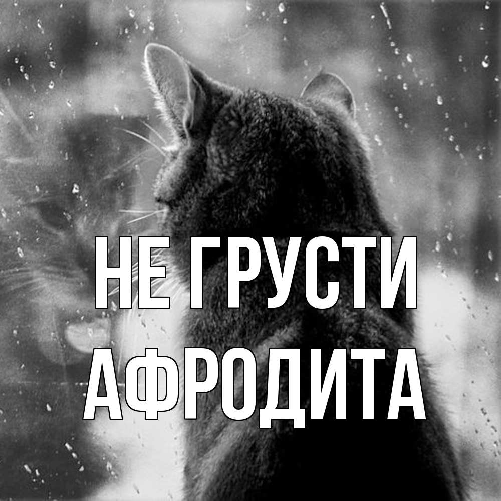Открытка на каждый день с именем, Афродита Не грусти отражение кота 1 Прикольная открытка с пожеланием онлайн скачать бесплатно 