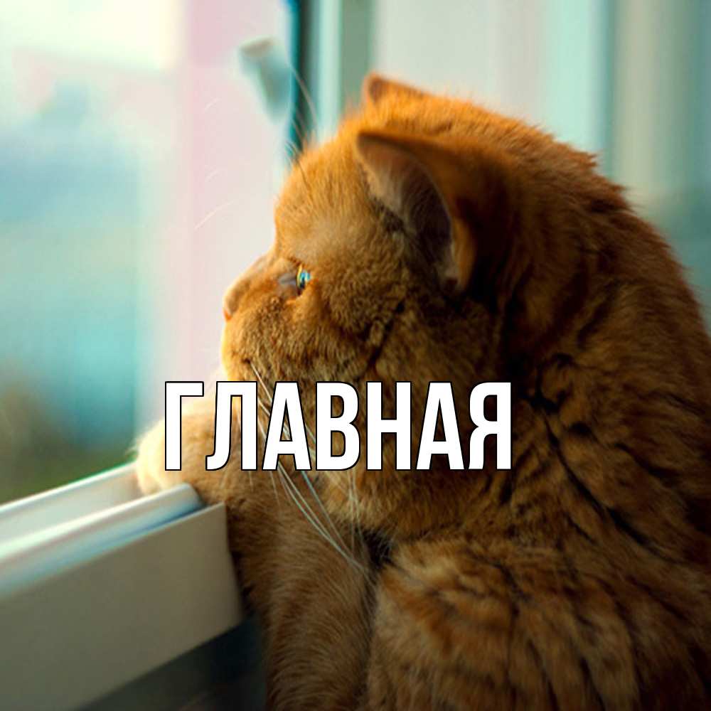 Открытка на каждый день с именем, Анна Главная большой огромный рыжий котяра Прикольная открытка с пожеланием онлайн скачать бесплатно 