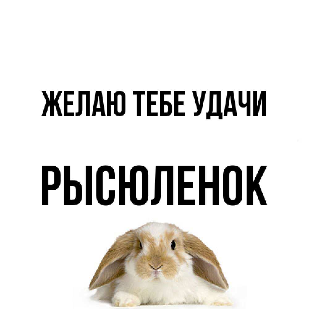 Открытка на каждый день с именем, Рысюленок Желаю тебе удачи открытки с произвольным текстом который можно вставить в открытку и создать ее самостоятельно бесплатно онлайн Прикольная открытка с пожеланием онлайн скачать бесплатно 