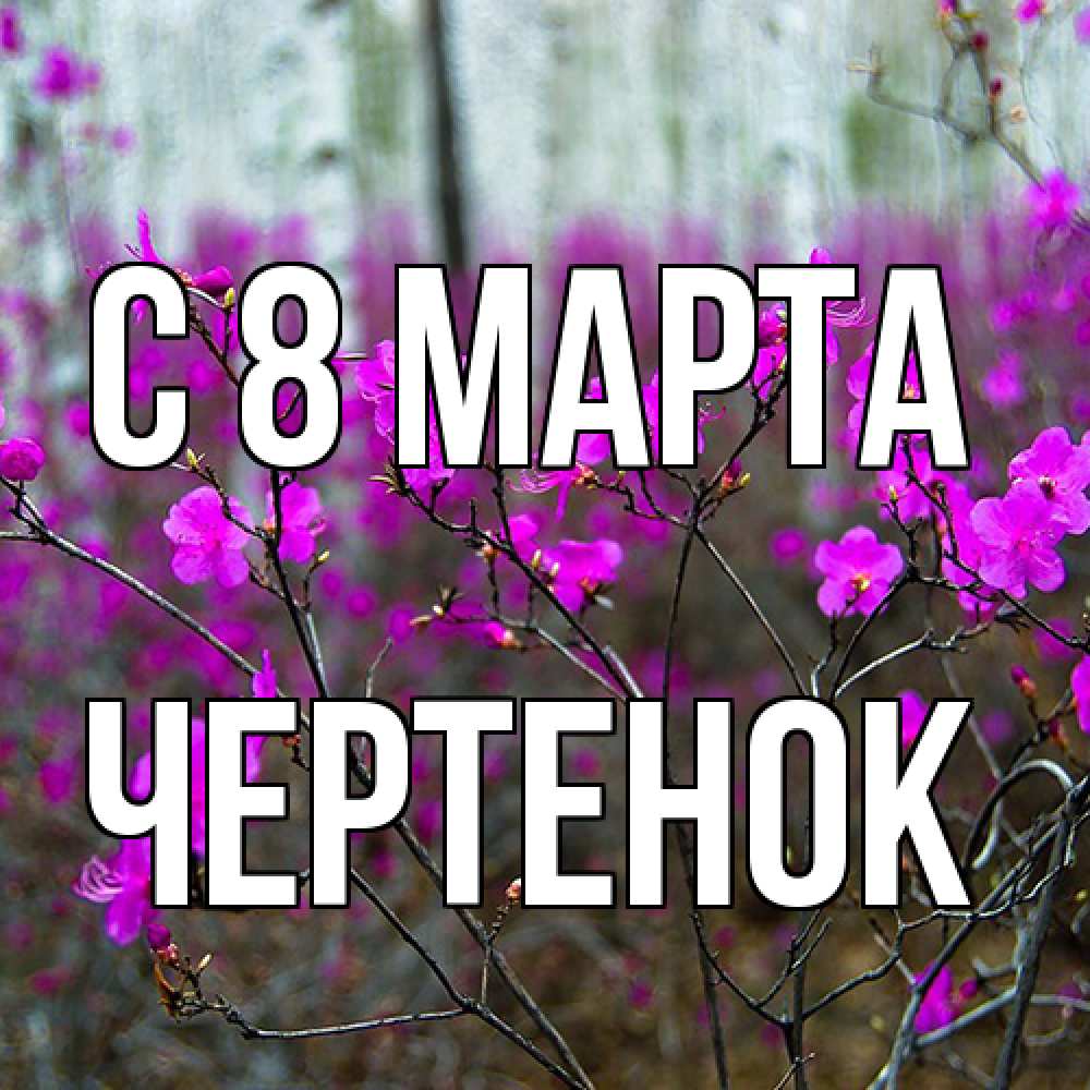 Открытка на каждый день с именем, чеpтенок C 8 МАРТА дикие цветы Прикольная открытка с пожеланием онлайн скачать бесплатно 