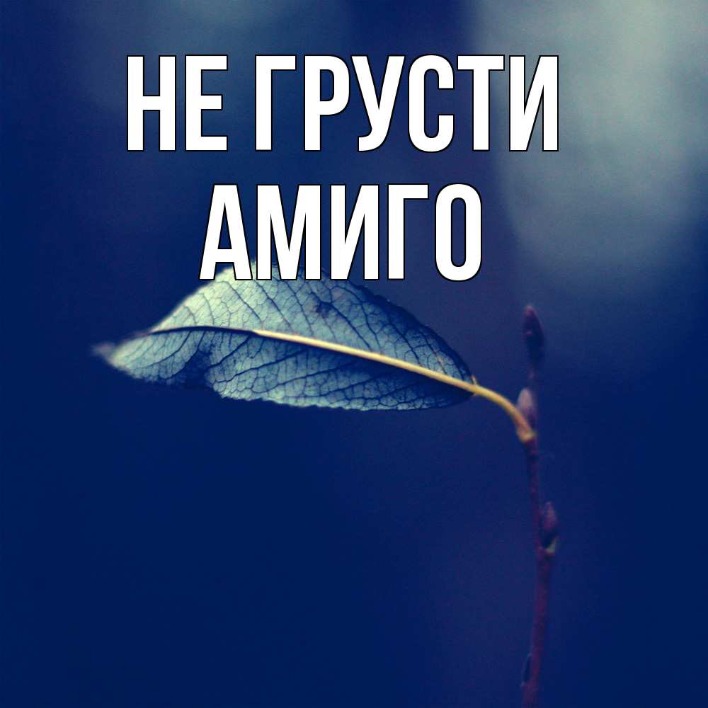 Открытка на каждый день с именем, Амиго Не грусти растение Прикольная открытка с пожеланием онлайн скачать бесплатно 