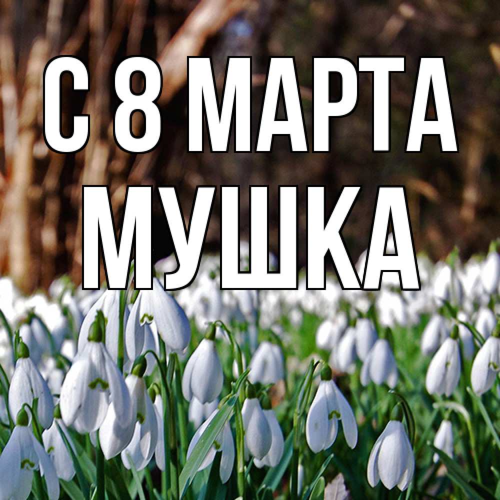Открытка на каждый день с именем, мушка C 8 МАРТА с подснежниками 1 Прикольная открытка с пожеланием онлайн скачать бесплатно 