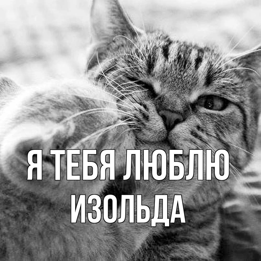 Открытка на каждый день с именем, Изольда Я тебя люблю коты Прикольная открытка с пожеланием онлайн скачать бесплатно 