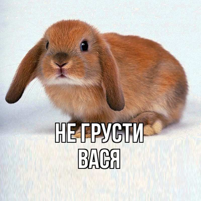 Картинка Не грусти, Вася