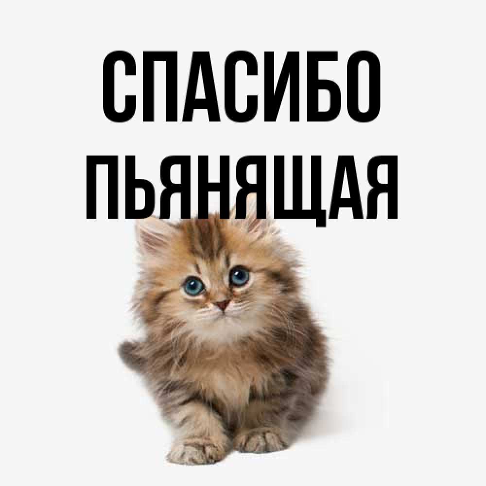 Открытка на каждый день с именем, Пьянящая Спасибо пушистый котик Прикольная открытка с пожеланием онлайн скачать бесплатно 