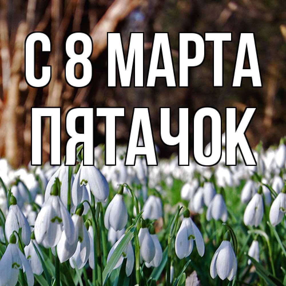 Открытка на каждый день с именем, Пятачок C 8 МАРТА с подснежниками 1 Прикольная открытка с пожеланием онлайн скачать бесплатно 