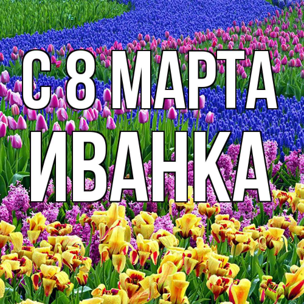 Открытка на каждый день с именем, Иванка C 8 МАРТА цветы Прикольная открытка с пожеланием онлайн скачать бесплатно 