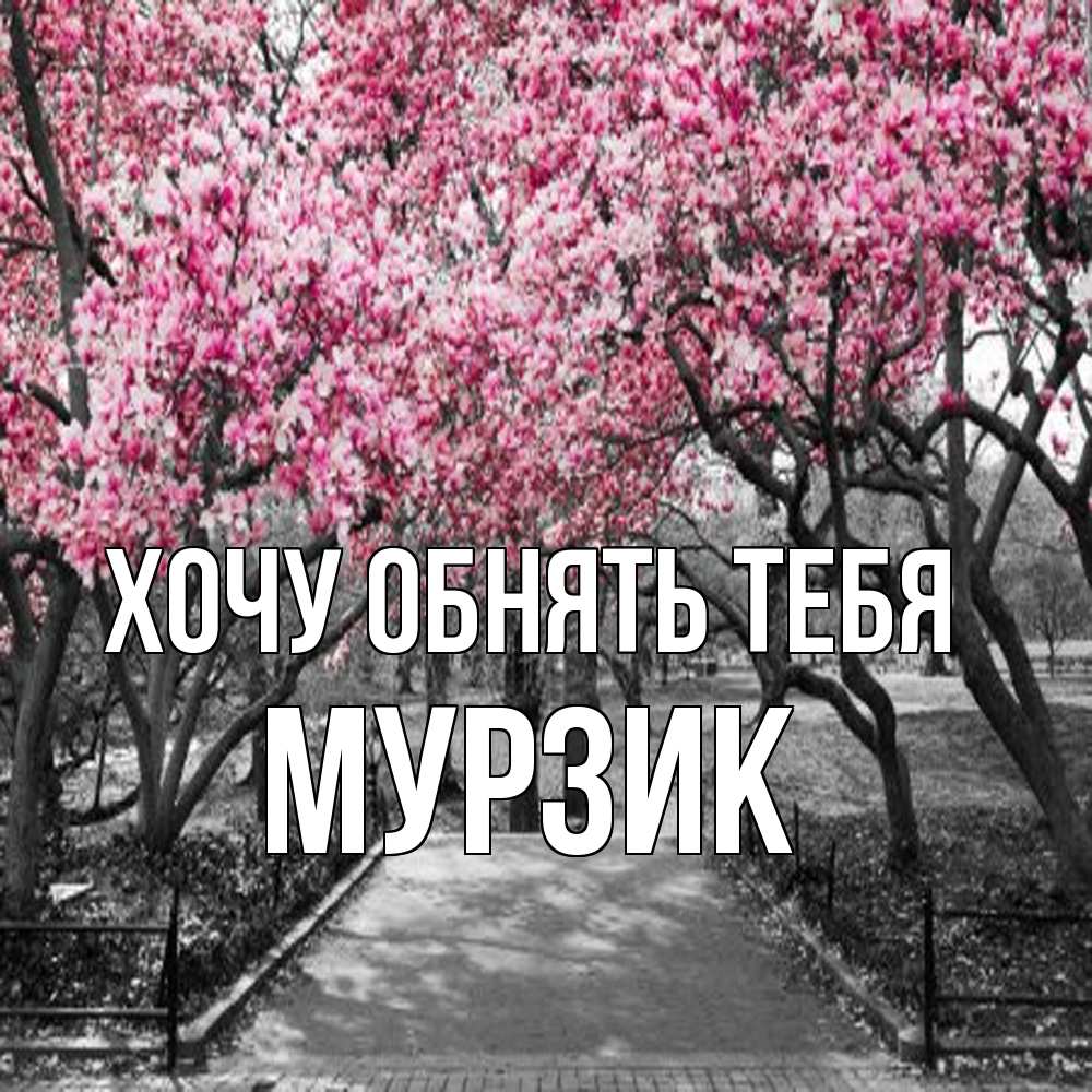 Открытка на каждый день с именем, Мурзик Хочу обнять тебя обработанное фото Прикольная открытка с пожеланием онлайн скачать бесплатно 