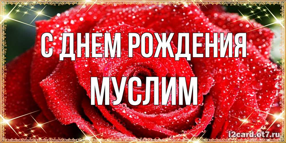 Открытка на каждый день с именем, Муслим С днем рождения роса и роза. открытка с красивой розой Прикольная открытка с пожеланием онлайн скачать бесплатно 