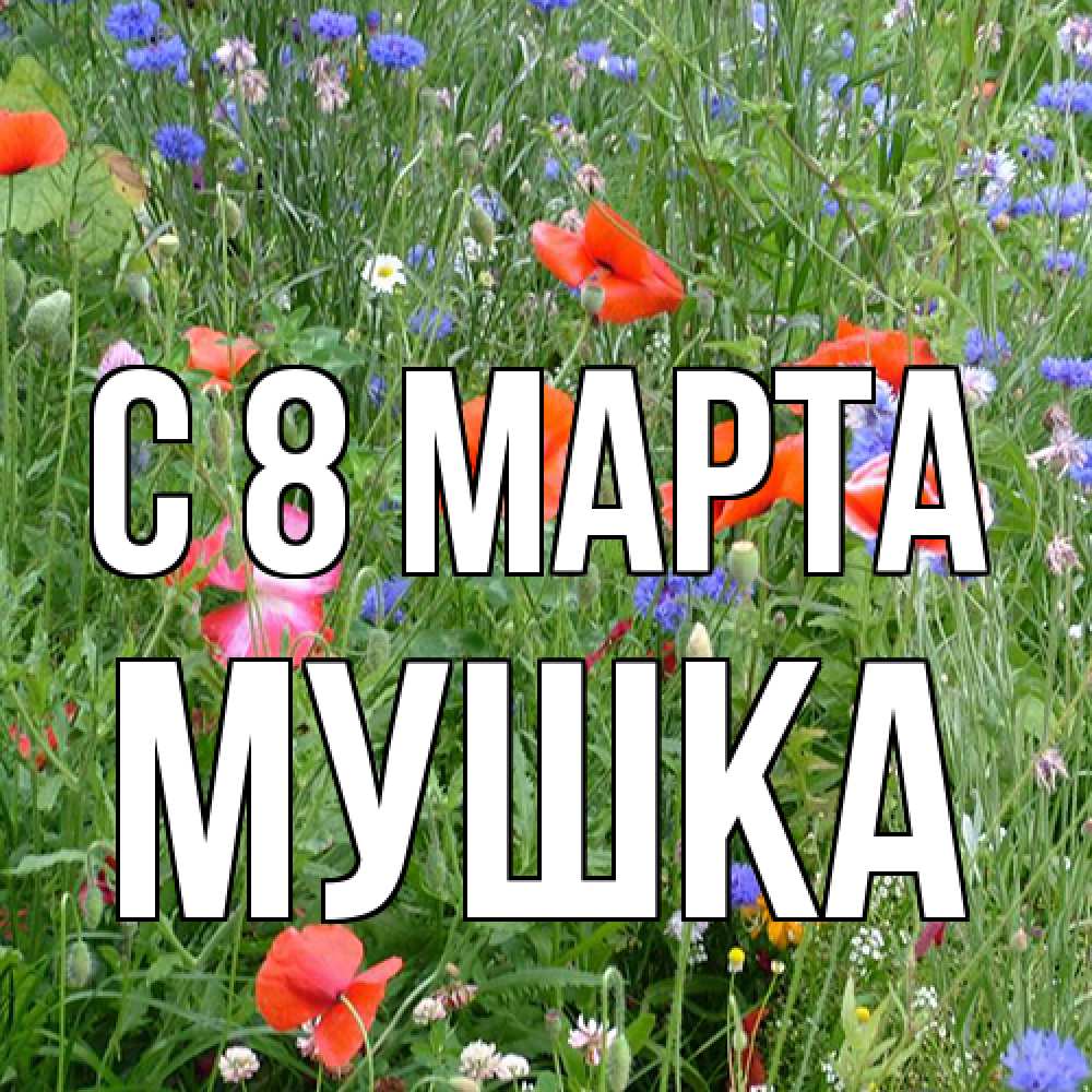 Открытка на каждый день с именем, мушка C 8 МАРТА международный женский день 4 Прикольная открытка с пожеланием онлайн скачать бесплатно 