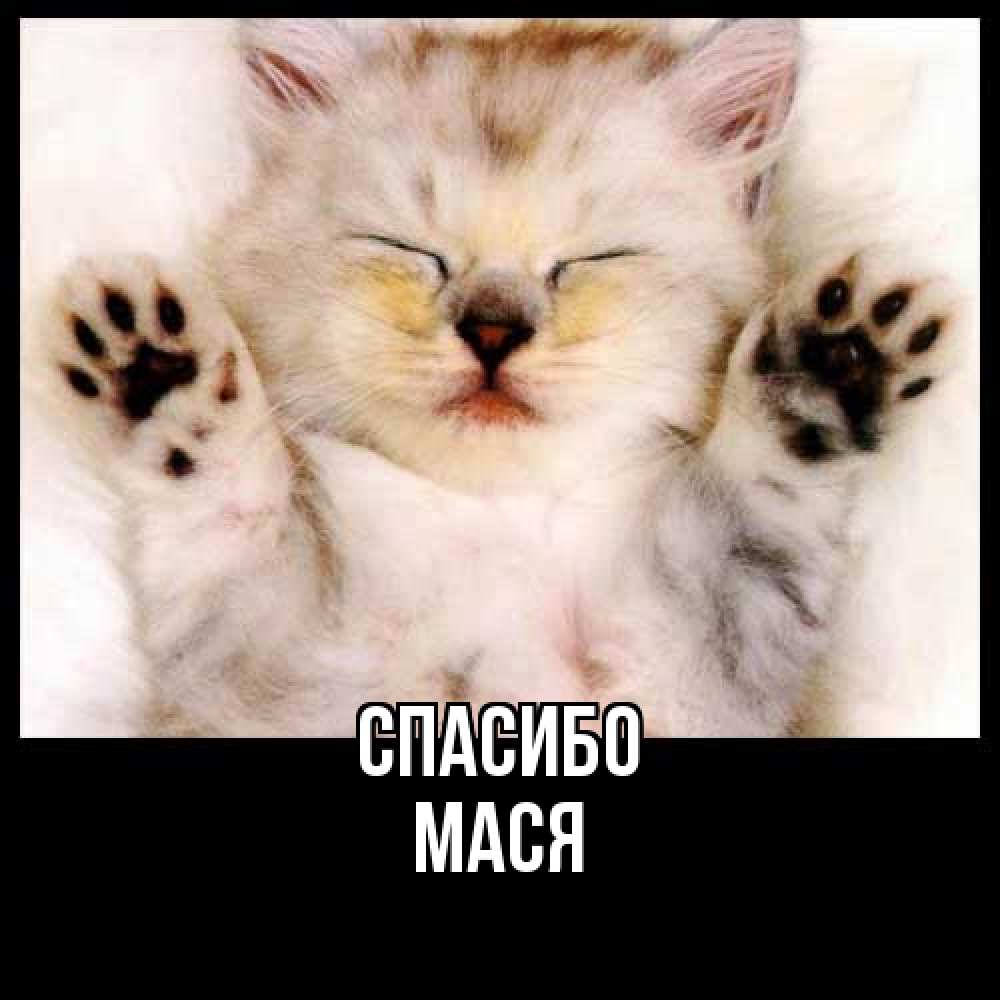 Открытка на каждый день с именем, Мася Спасибо маленький котенок Прикольная открытка с пожеланием онлайн скачать бесплатно 