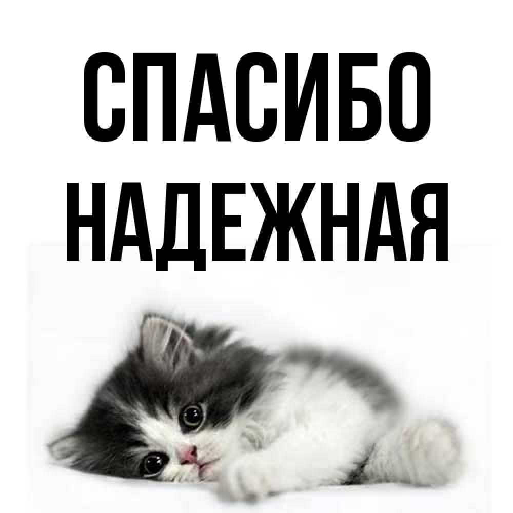 Открытка на каждый день с именем, надежная Спасибо черный и белый кот Прикольная открытка с пожеланием онлайн скачать бесплатно 