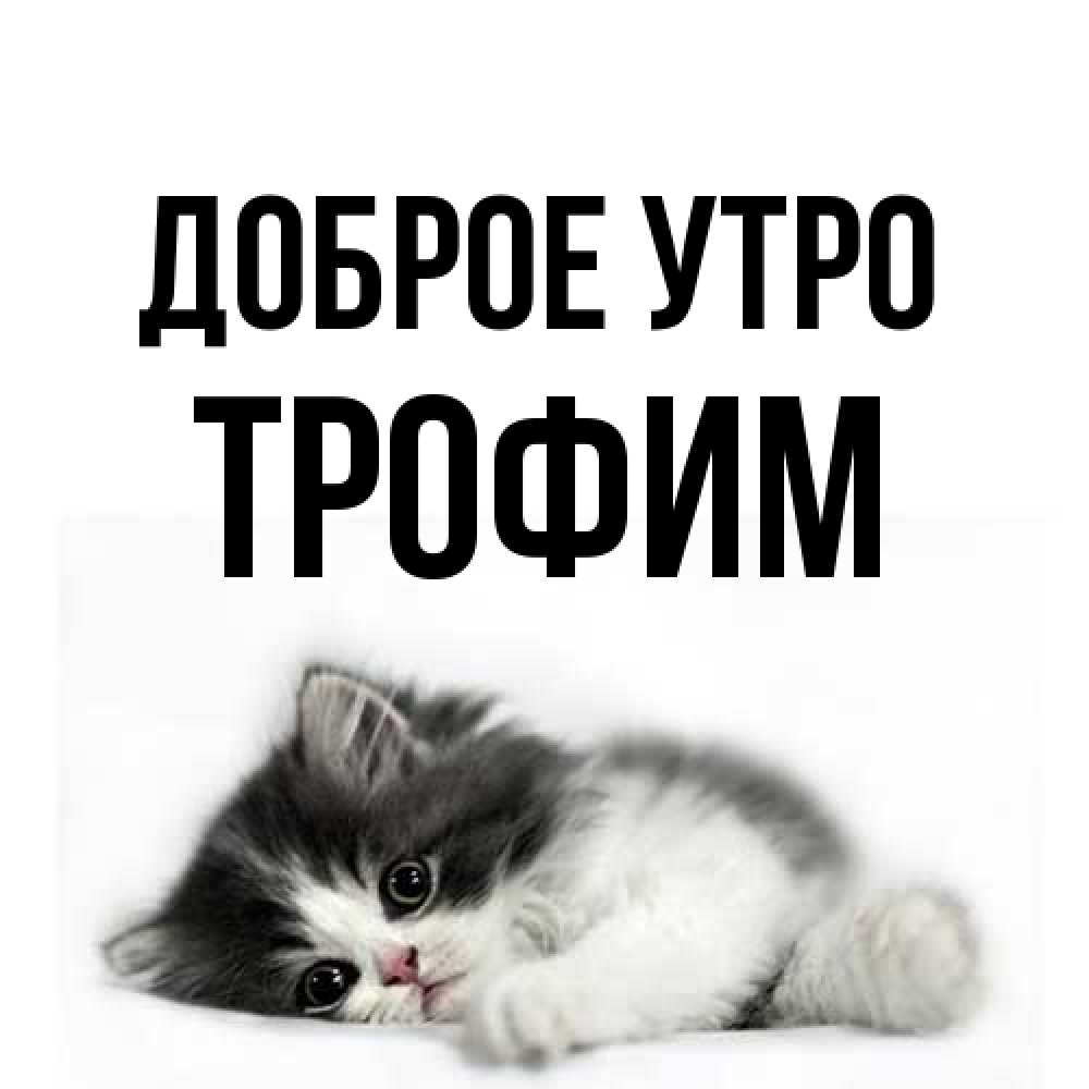 Открытка на каждый день с именем, Трофим Доброе утро кот лапки Прикольная открытка с пожеланием онлайн скачать бесплатно 