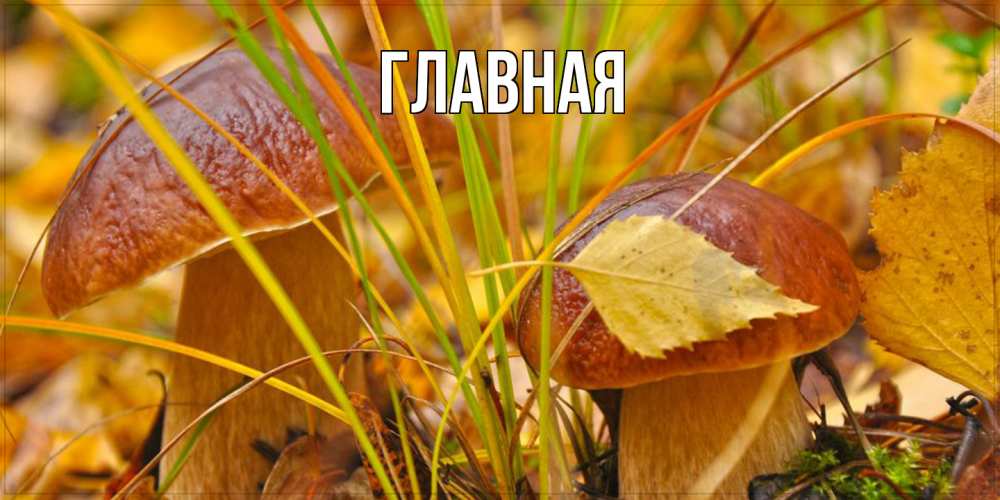 Открытка на каждый день с именем, настя Главная осенние грибы Прикольная открытка с пожеланием онлайн скачать бесплатно 