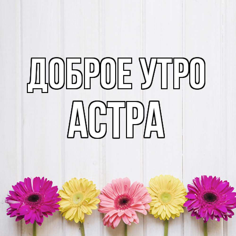 Открытка на каждый день с именем, Астра Доброе утро красный желтый и розовый цветок Прикольная открытка с пожеланием онлайн скачать бесплатно 