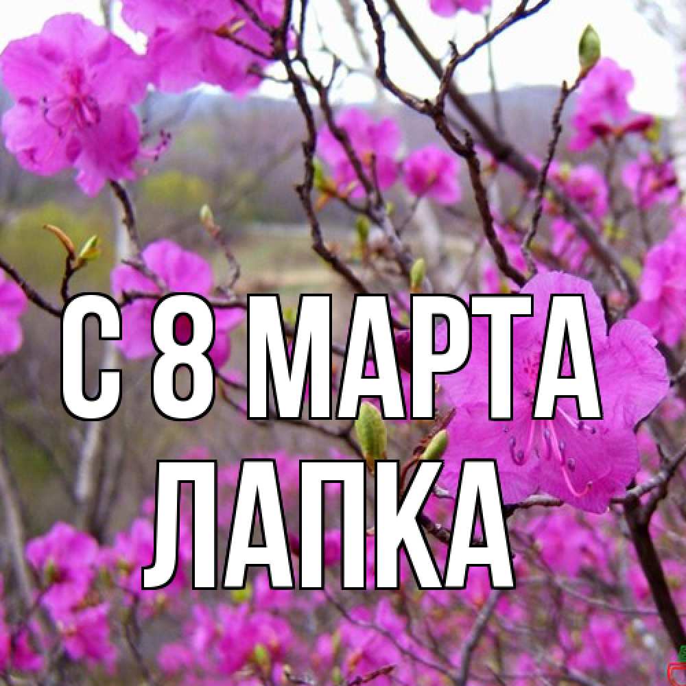 Открытка на каждый день с именем, лапка C 8 МАРТА международный женский день Прикольная открытка с пожеланием онлайн скачать бесплатно 