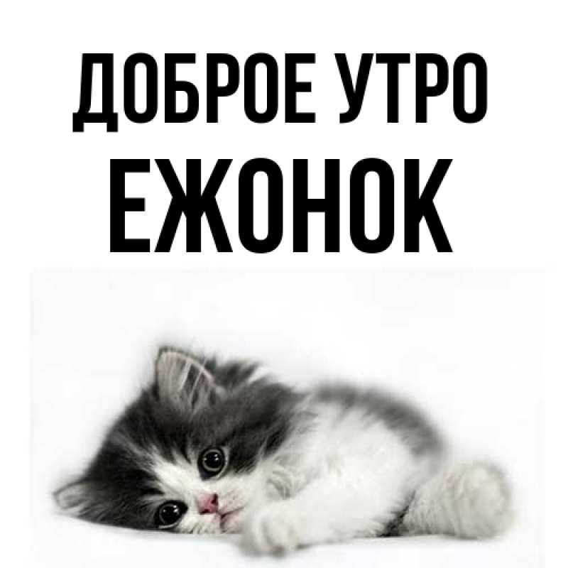 Картинка Доброе утро, Ежонок