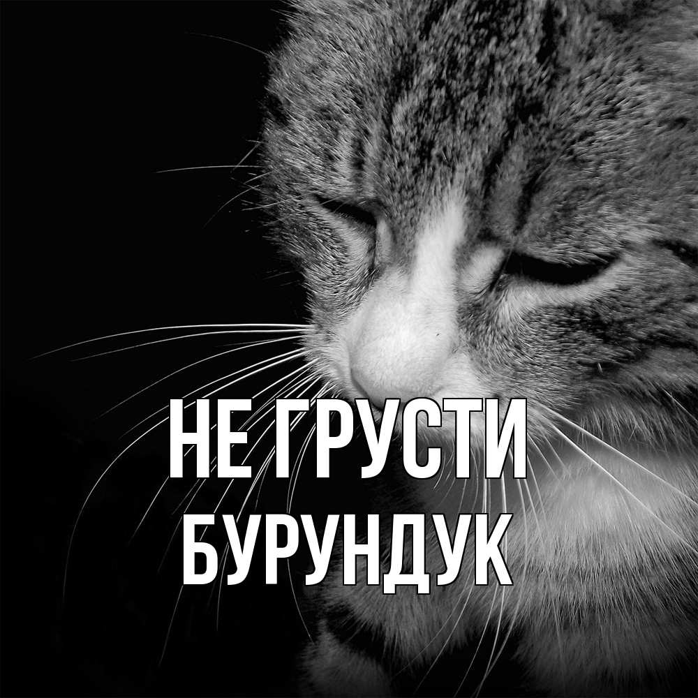 Открытка на каждый день с именем, Бурундук Не грусти грустный котик Прикольная открытка с пожеланием онлайн скачать бесплатно 