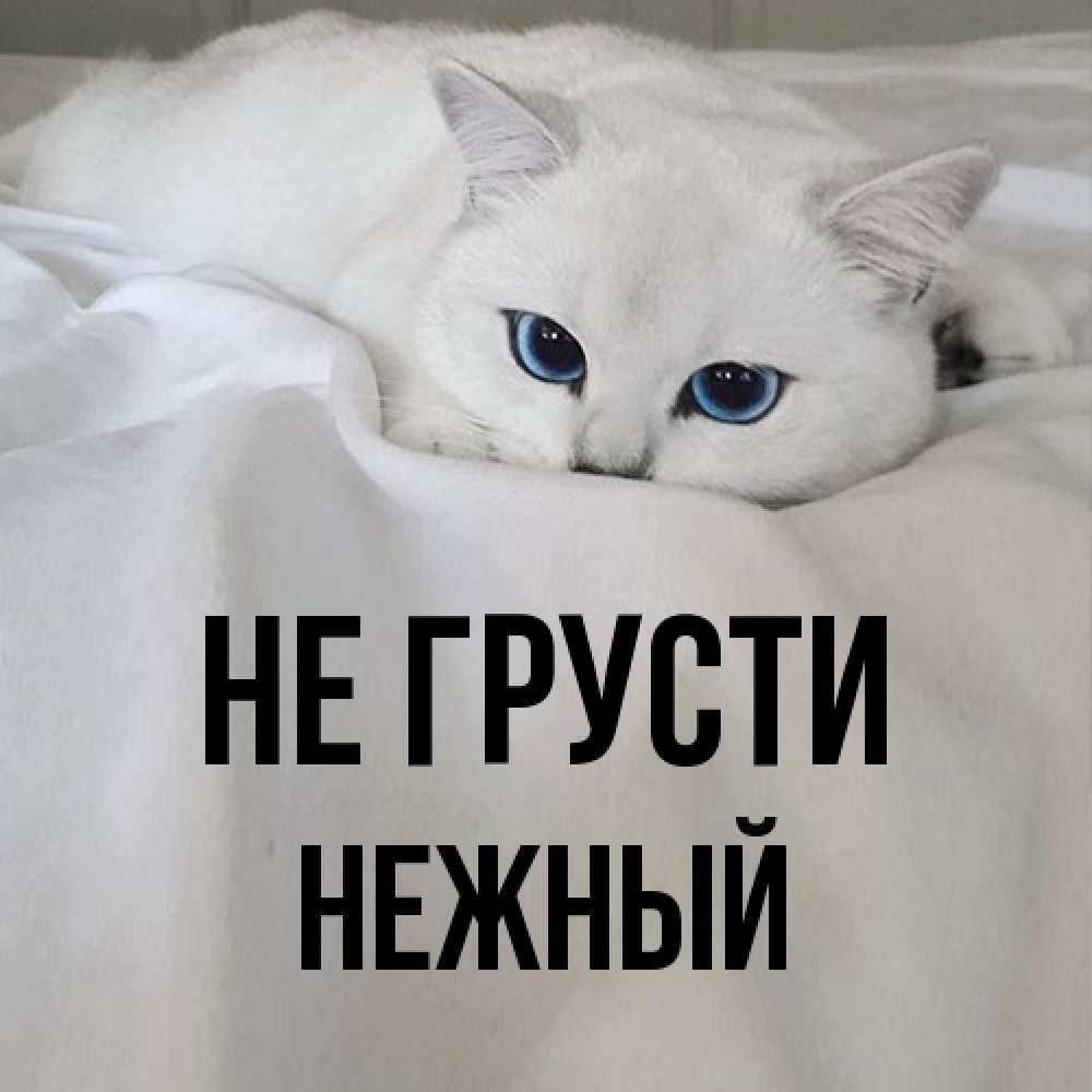 Открытка на каждый день с именем, Нежный Не грусти Голубоглазая кошка Прикольная открытка с пожеланием онлайн скачать бесплатно 