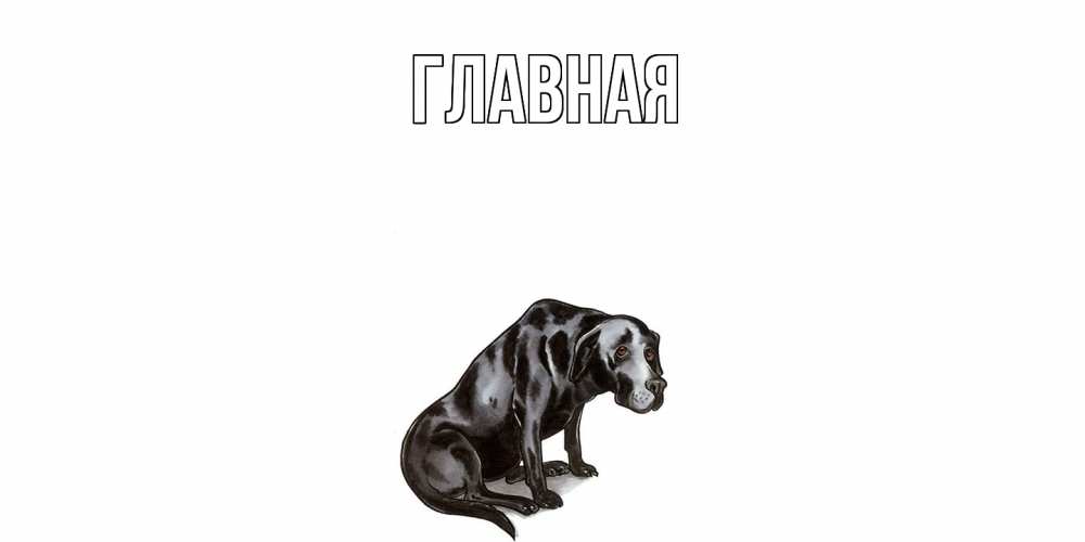 Открытка на каждый день с именем, настя Главная я по тебе скучаю открытка с собакой Прикольная открытка с пожеланием онлайн скачать бесплатно 