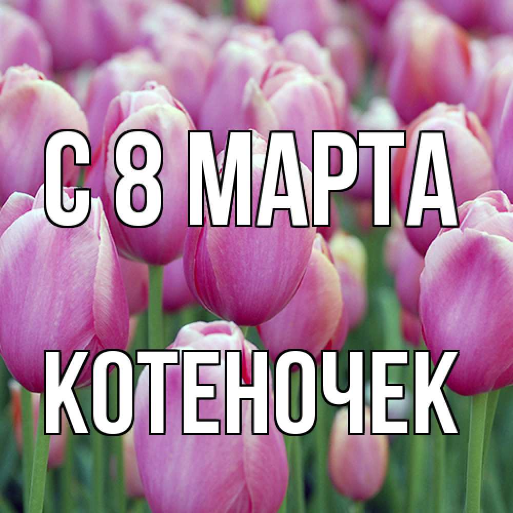 Открытка на каждый день с именем, Котеночек C 8 МАРТА на международный женский день 3 Прикольная открытка с пожеланием онлайн скачать бесплатно 