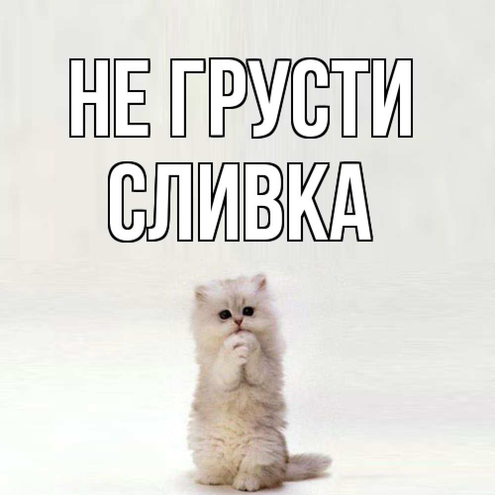 Открытка на каждый день с именем, Сливка Не грусти грустный кот Прикольная открытка с пожеланием онлайн скачать бесплатно 