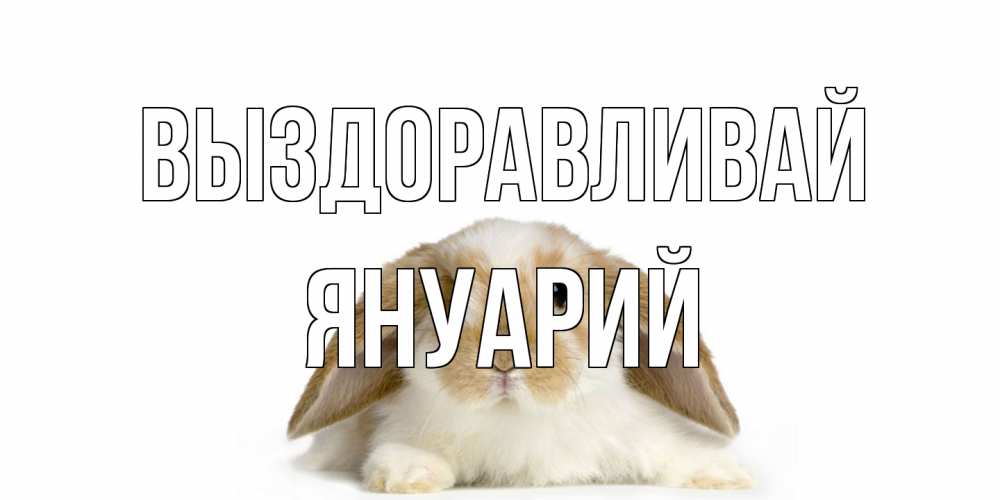Открытка на каждый день с именем, Януарий Выздоравливай вислоухий кролик белого и коричневого цвета Прикольная открытка с пожеланием онлайн скачать бесплатно 