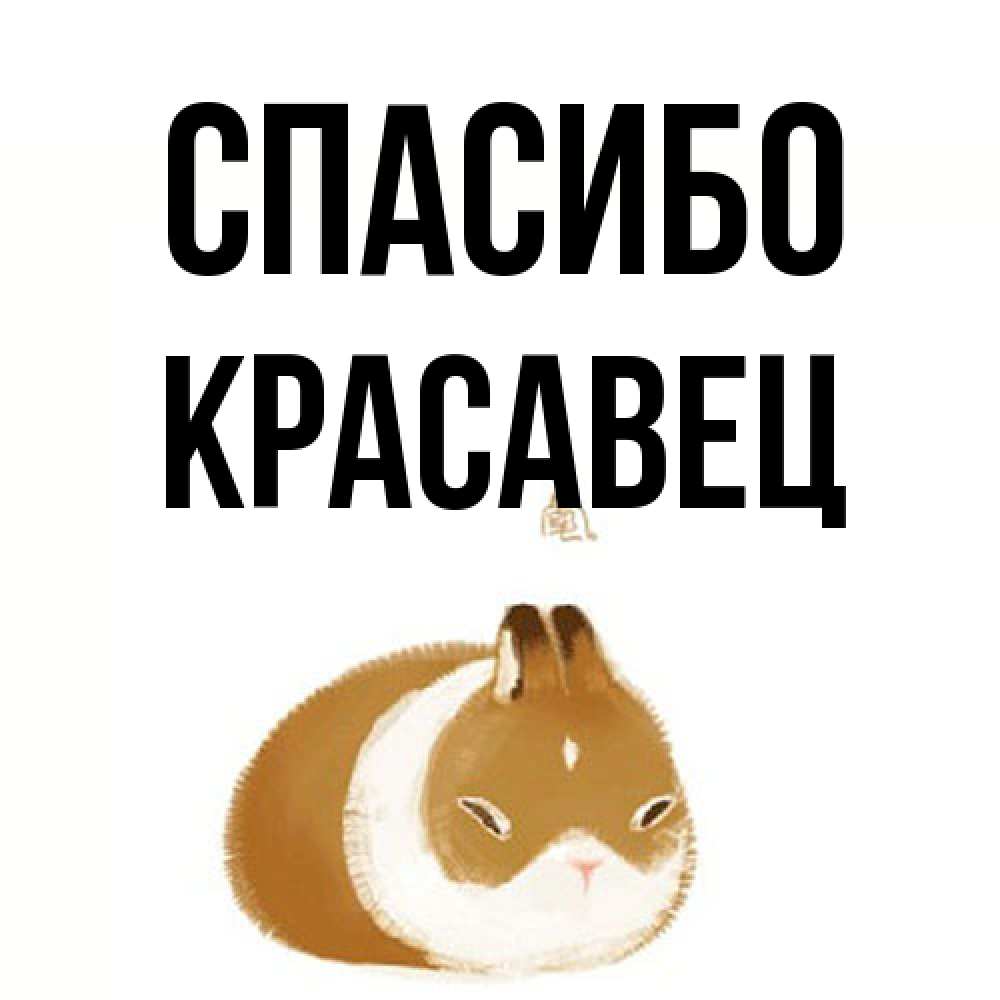 Открытка на каждый день с именем, Красавец Спасибо коричнево белый домашний питомец Прикольная открытка с пожеланием онлайн скачать бесплатно 