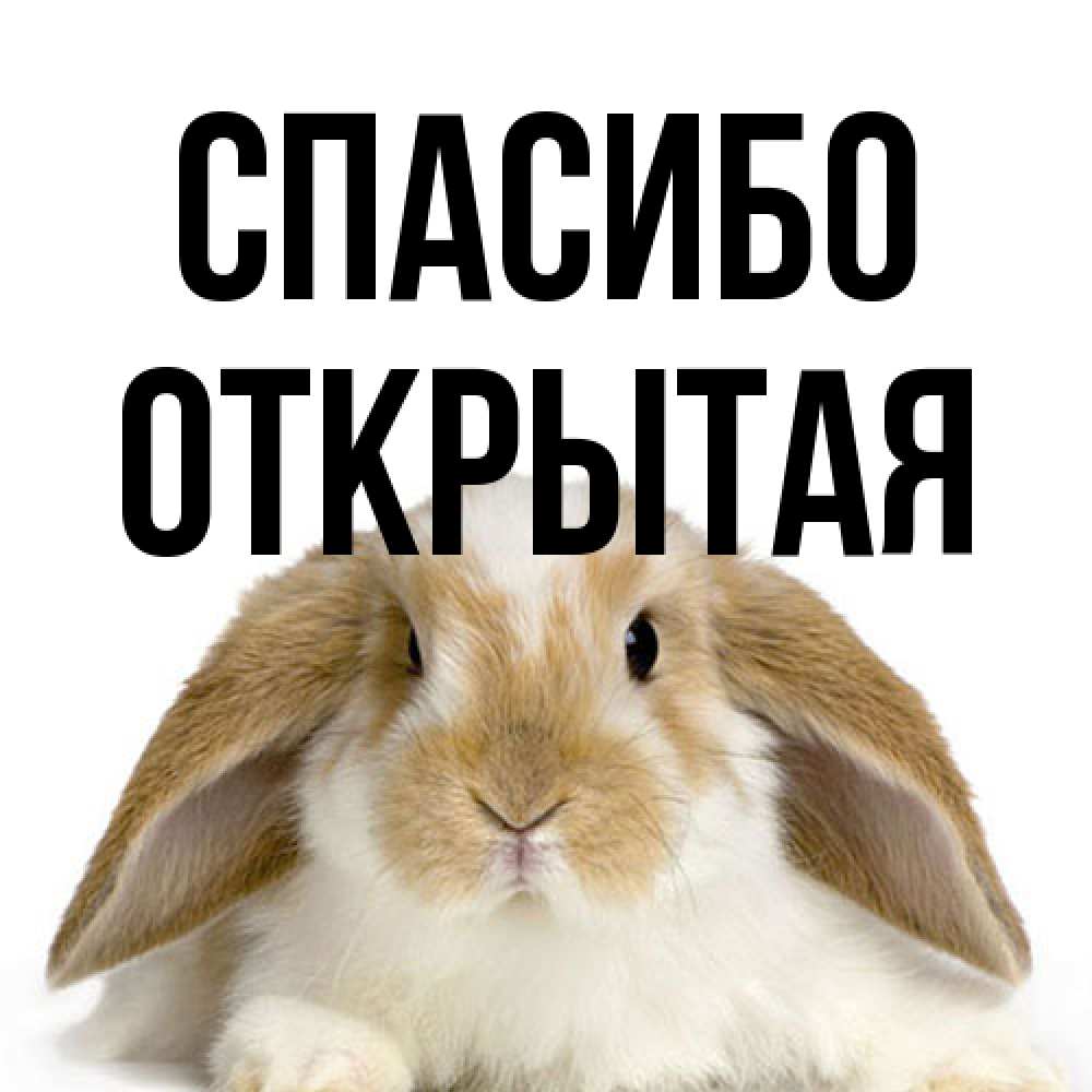 Открытка на каждый день с именем, открытая Спасибо коричнево белый заяц Прикольная открытка с пожеланием онлайн скачать бесплатно 