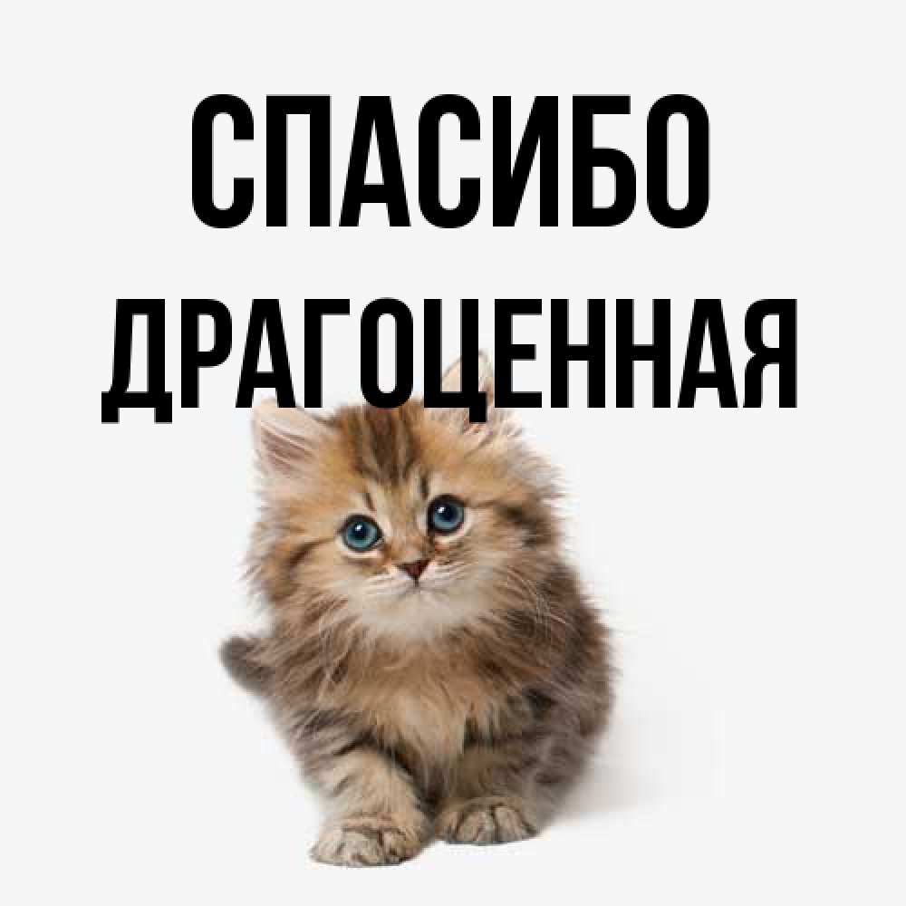 Открытка на каждый день с именем, Драгоценная Спасибо пушистый котик Прикольная открытка с пожеланием онлайн скачать бесплатно 