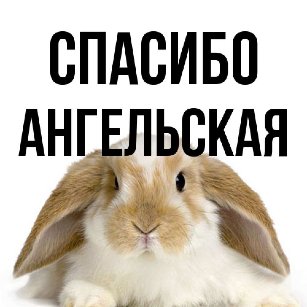 Открытка на каждый день с именем, Ангельская Спасибо коричнево белый заяц Прикольная открытка с пожеланием онлайн скачать бесплатно 
