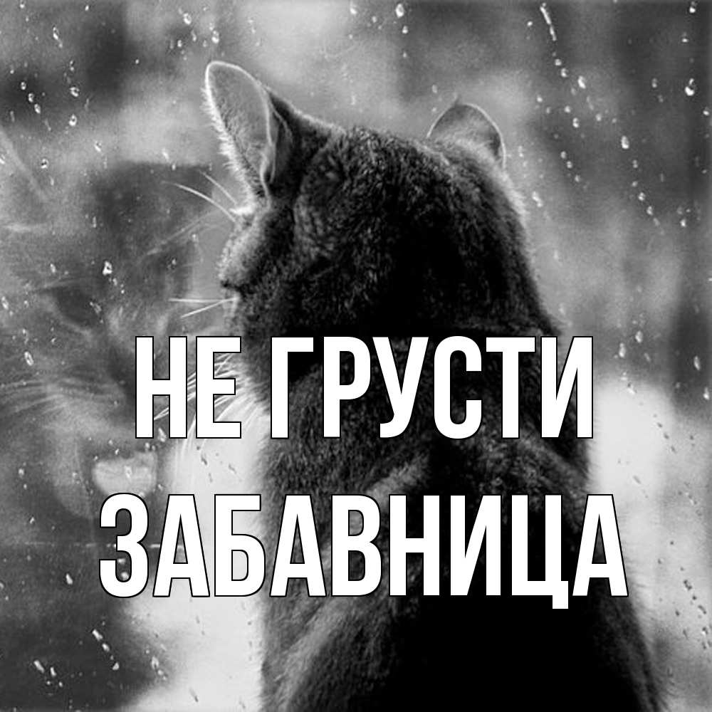 Открытка на каждый день с именем, Забавница Не грусти отражение кота 1 Прикольная открытка с пожеланием онлайн скачать бесплатно 