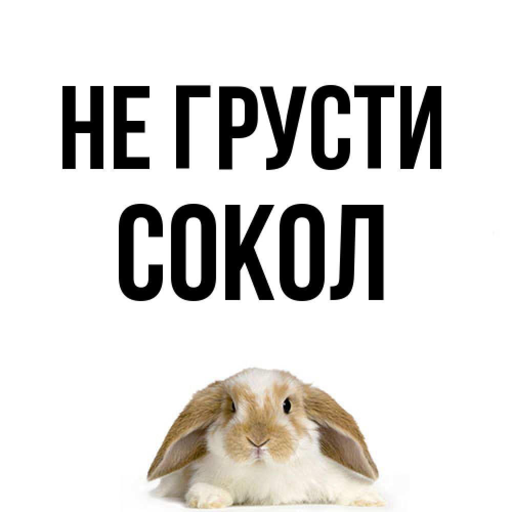 Открытка на каждый день с именем, Сокол Не грусти коричнево белый заяц с большими ушками Прикольная открытка с пожеланием онлайн скачать бесплатно 