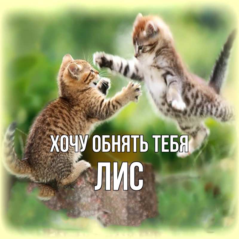 Картинка Хочу обнять тебя, лис