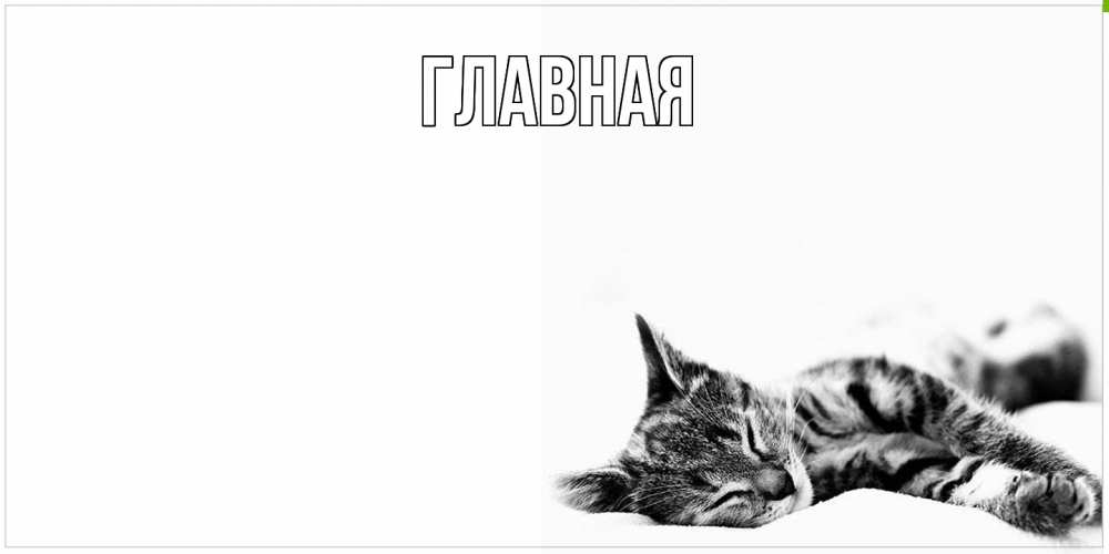 Открытка на каждый день с именем, настя Главная котуся Прикольная открытка с пожеланием онлайн скачать бесплатно 