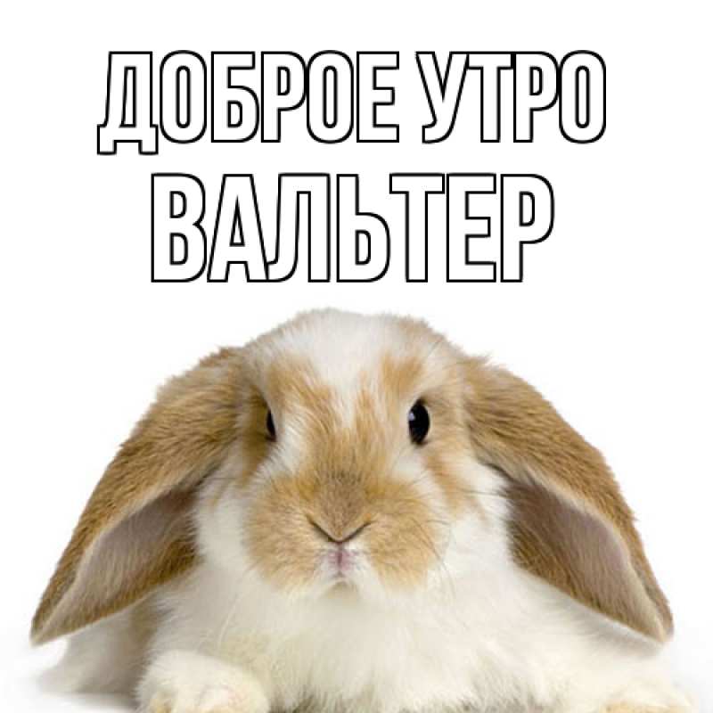 Картинка Доброе утро, Вальтер