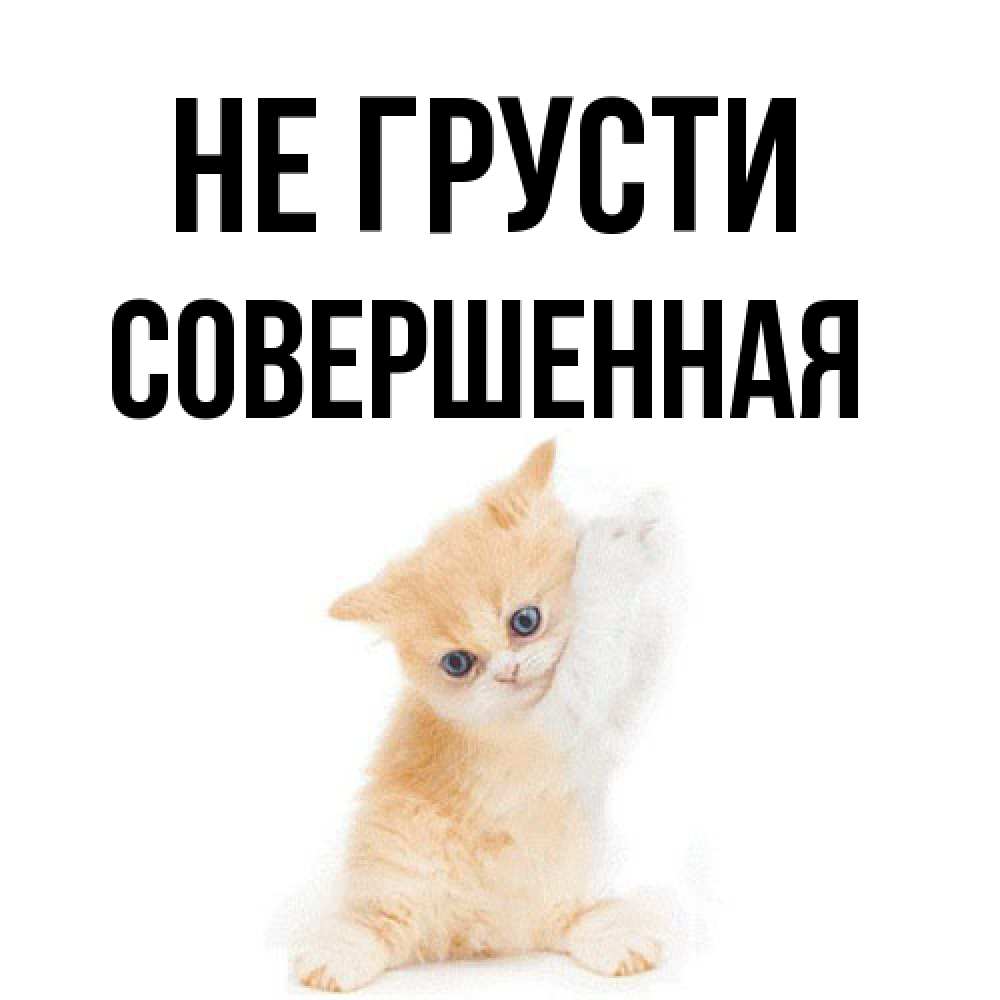 Открытка на каждый день с именем, Совершенная Не грусти просящий кот Прикольная открытка с пожеланием онлайн скачать бесплатно 