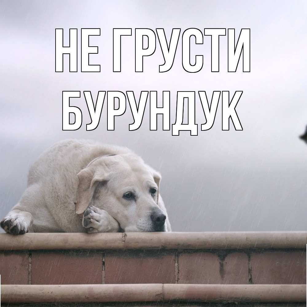 Открытка на каждый день с именем, Бурундук Не грусти белый пес 1 Прикольная открытка с пожеланием онлайн скачать бесплатно 
