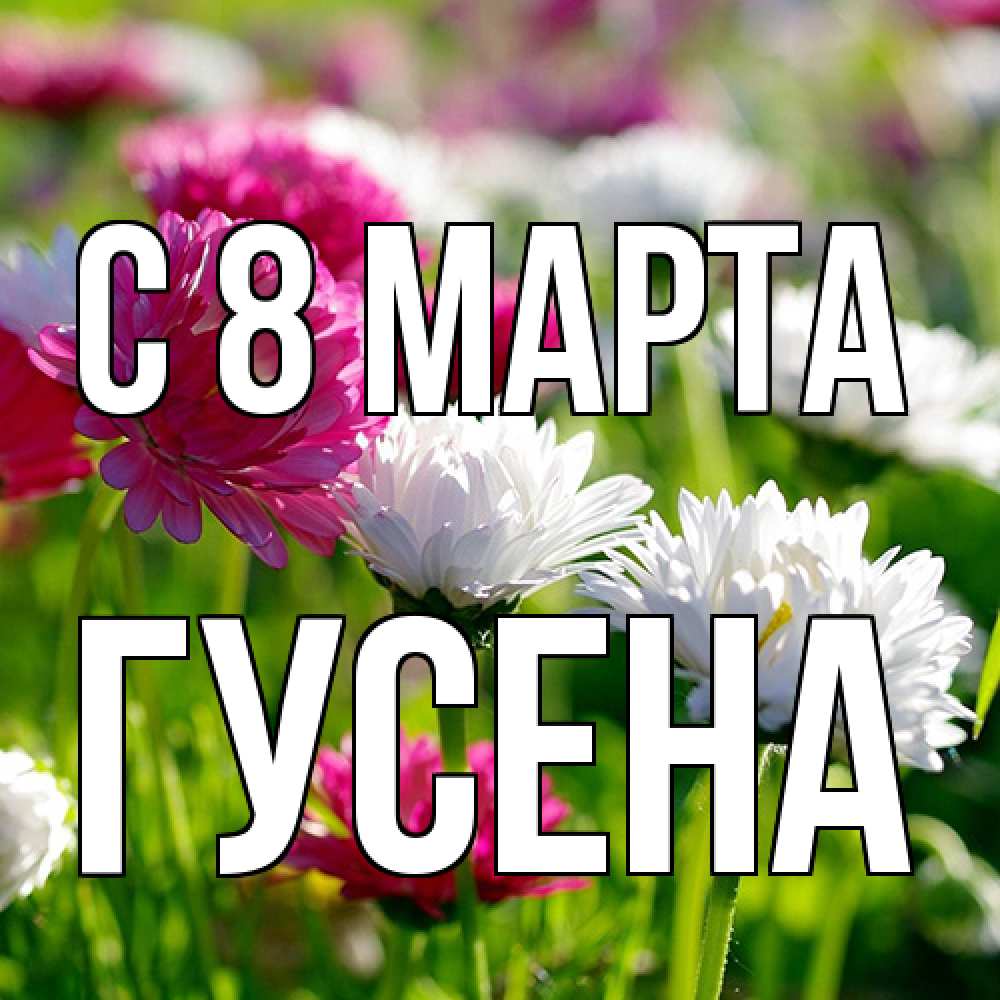 Открытка на каждый день с именем, гусена C 8 МАРТА международный женский день 1 Прикольная открытка с пожеланием онлайн скачать бесплатно 