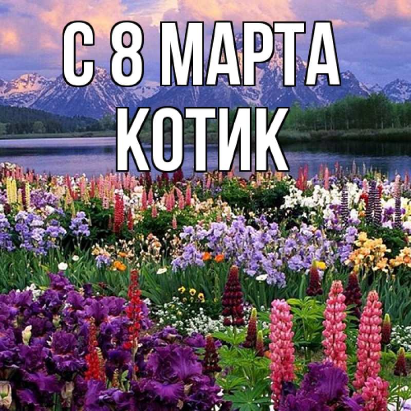Картинка C 8 МАРТА, Котик