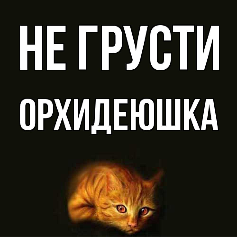 Открытка на каждый день с именем, Орхидеюшка Не грусти лежащий кот в темноте Прикольная открытка с пожеланием онлайн скачать бесплатно 