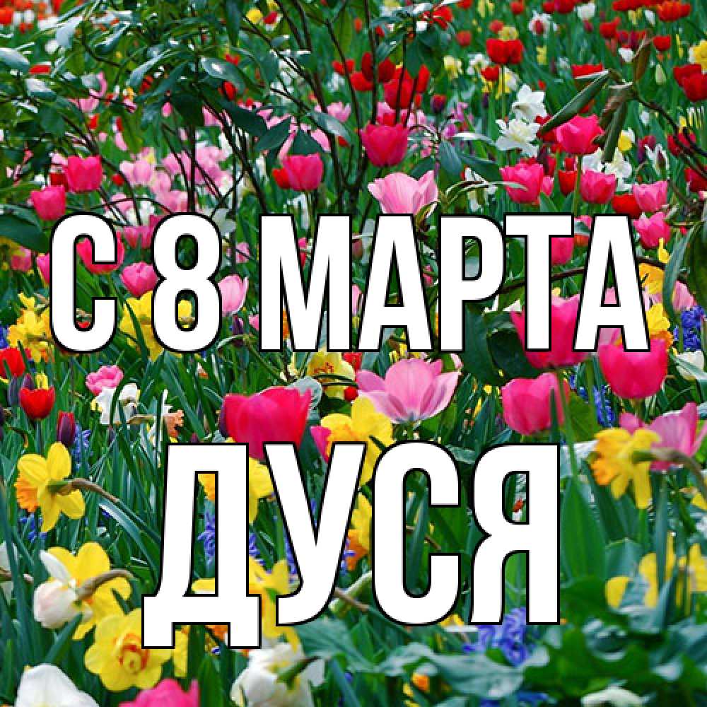 Открытка на каждый день с именем, Дуся C 8 МАРТА с международным женским днем поздравления для женщины Прикольная открытка с пожеланием онлайн скачать бесплатно 