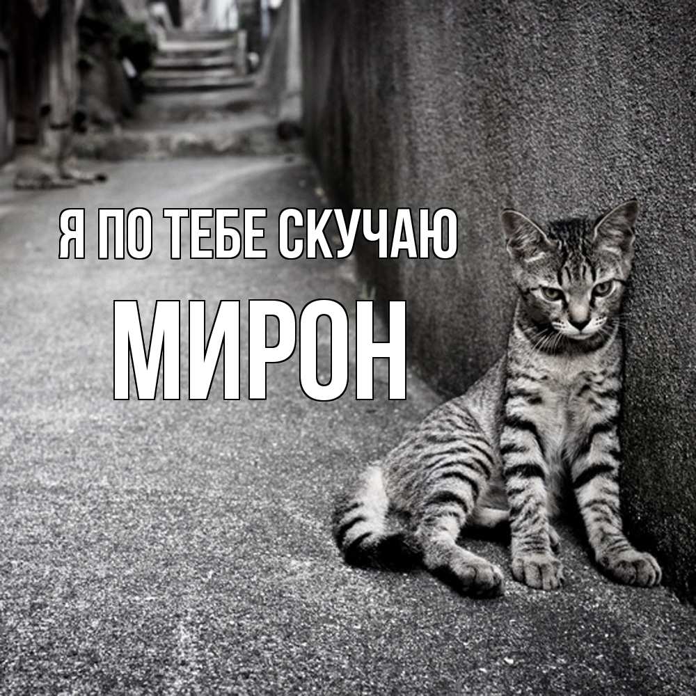 Открытка на каждый день с именем, Мирон Я по тебе скучаю одиноко котику Прикольная открытка с пожеланием онлайн скачать бесплатно 