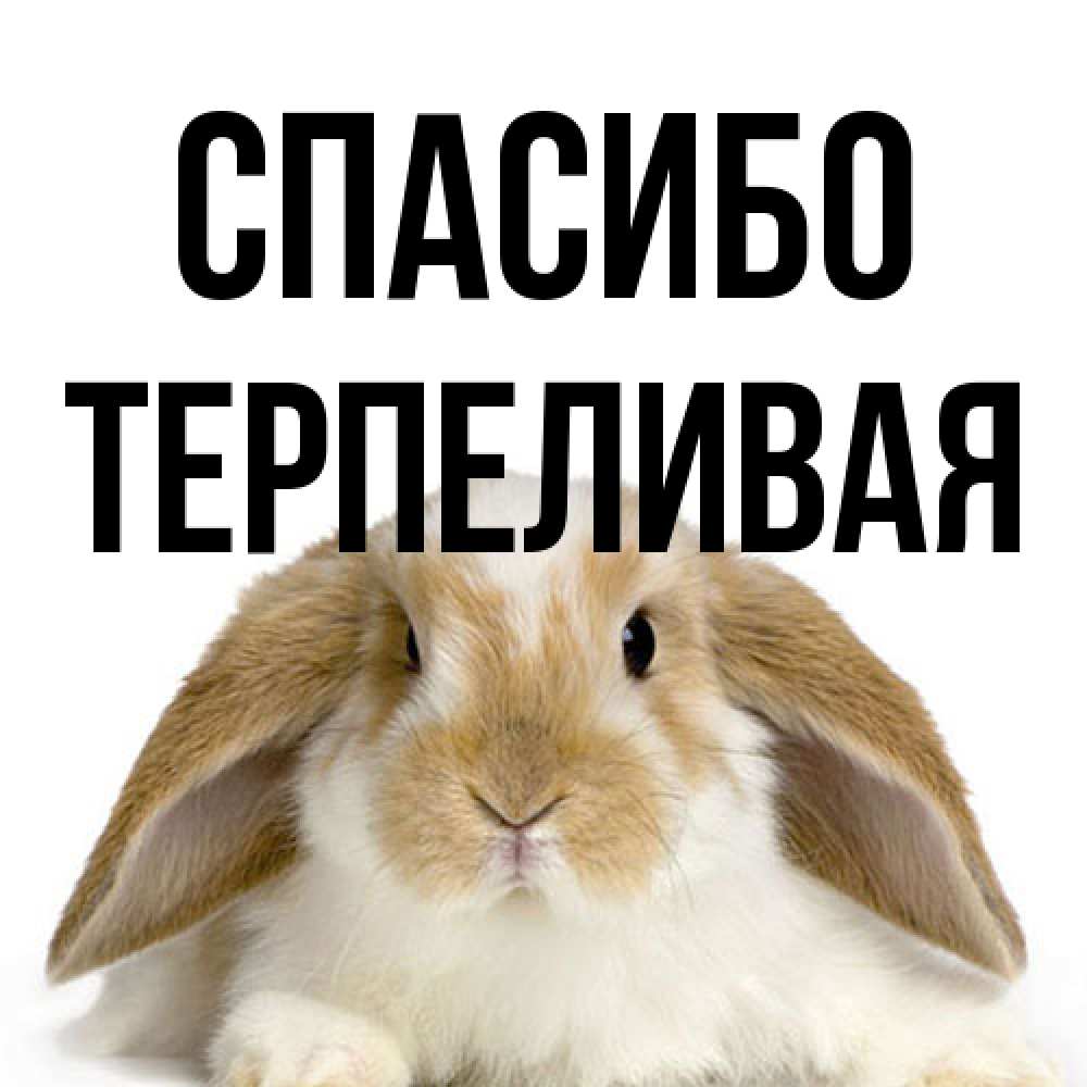 Открытка на каждый день с именем, терпеливая Спасибо коричнево белый заяц Прикольная открытка с пожеланием онлайн скачать бесплатно 