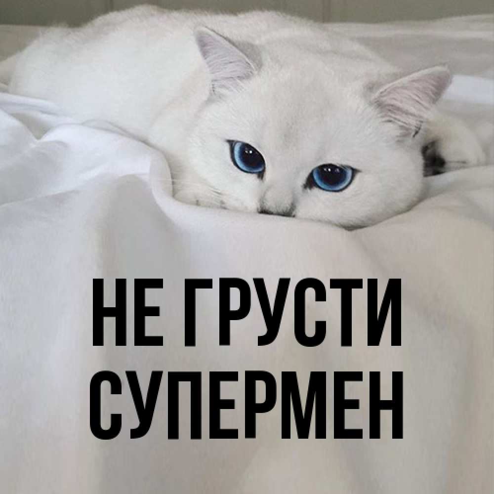 Открытка на каждый день с именем, Супермен Не грусти Голубоглазая кошка Прикольная открытка с пожеланием онлайн скачать бесплатно 