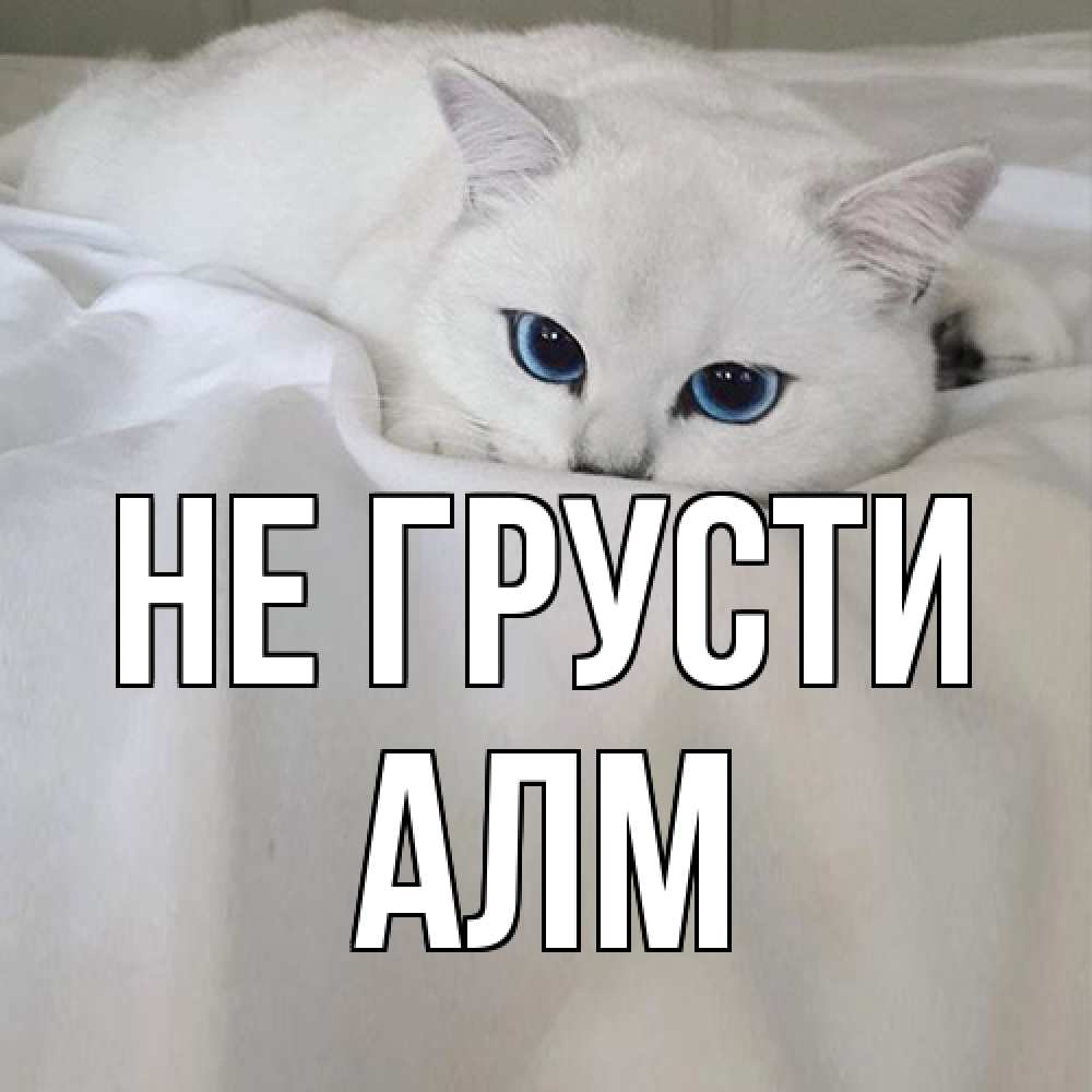 Открытка на каждый день с именем, Алм Не грусти белый кот с голубыми глазами на белоснежной кровати Прикольная открытка с пожеланием онлайн скачать бесплатно 