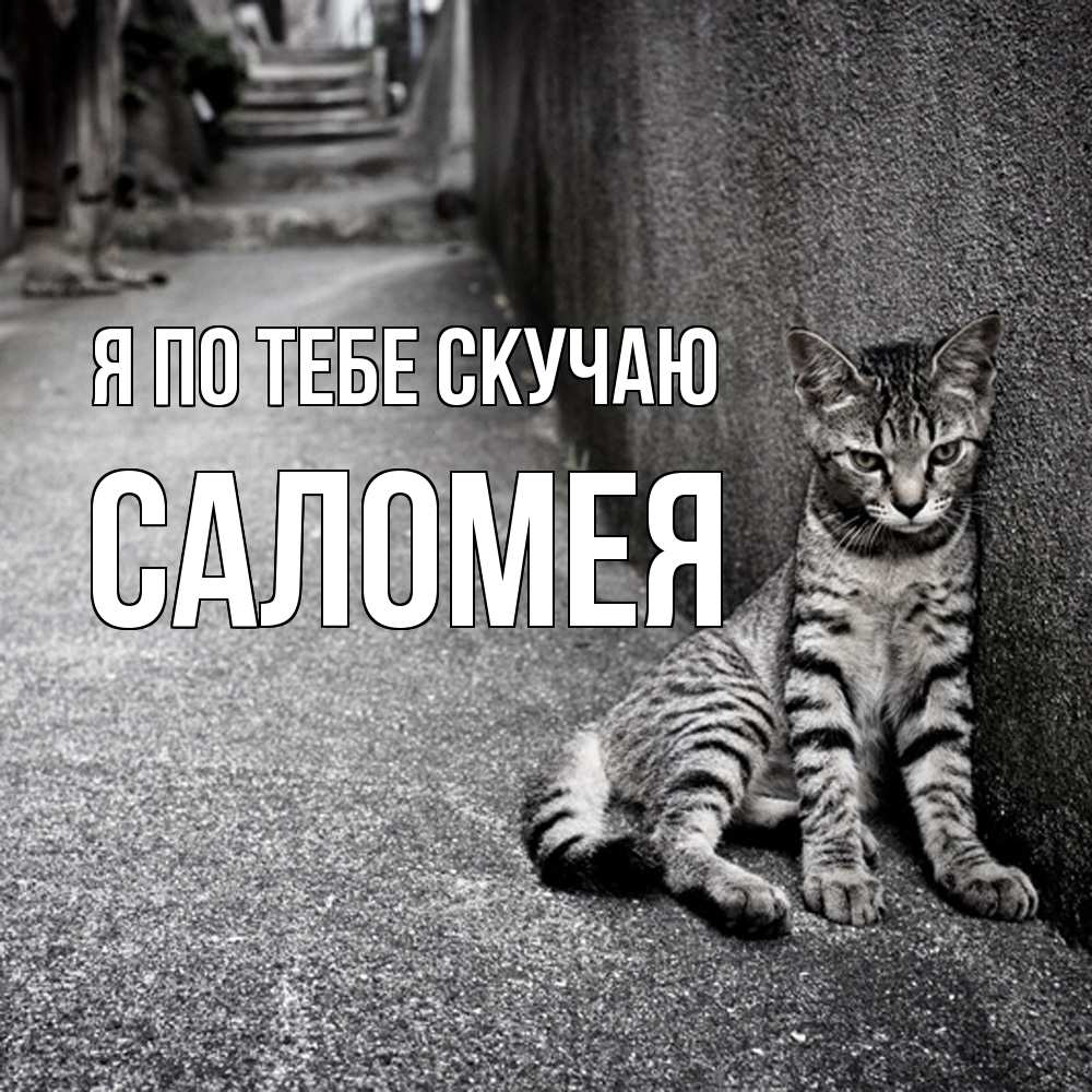 Открытка на каждый день с именем, Саломея Я по тебе скучаю одиноко котику Прикольная открытка с пожеланием онлайн скачать бесплатно 
