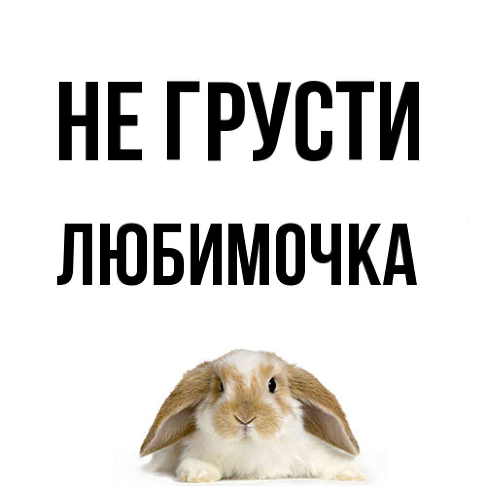 Открытка на каждый день с именем, Любимочка Не грусти коричнево белый заяц с большими ушками Прикольная открытка с пожеланием онлайн скачать бесплатно 