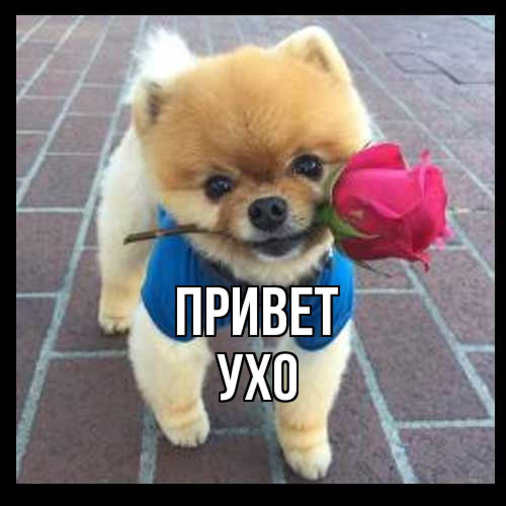 Открытка на каждый день с именем, Ухо Привет роза в зубах у собаки Прикольная открытка с пожеланием онлайн скачать бесплатно 