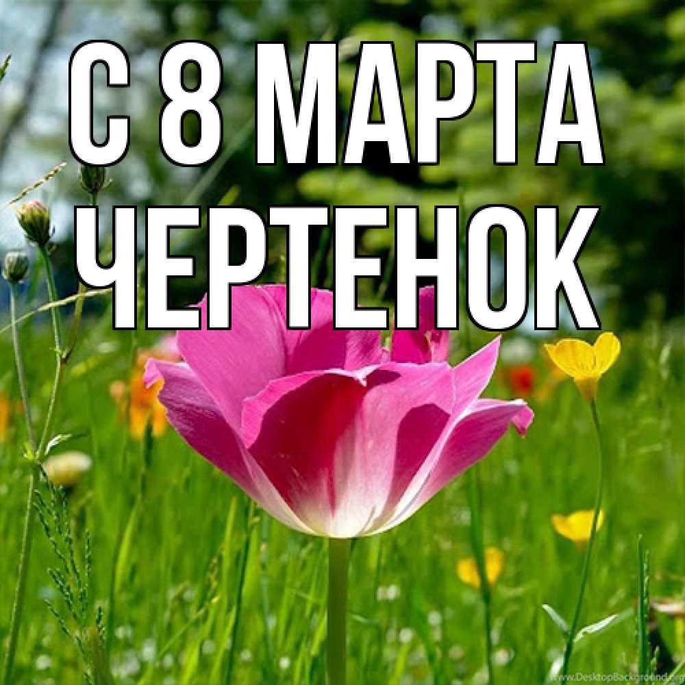 Открытка на каждый день с именем, чеpтенок C 8 МАРТА полевые цветы Прикольная открытка с пожеланием онлайн скачать бесплатно 